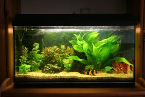 Aquarium Plants And Aquarium Lighting Mini-guide