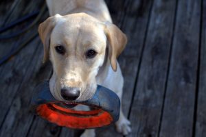 3 Games You Can Play to Keep Your Dog Engaged
